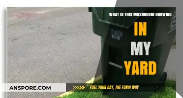 Unidentified Mushroom in Your Yard? Here's What You Need to Know