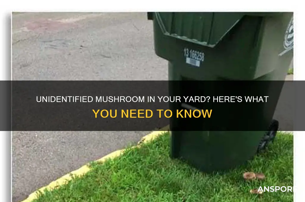 what is this mushroom growing in my yard