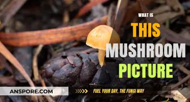 Mushroom ID: What's in a Picture?