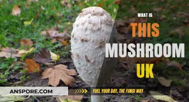 Mushroom Identification: UK Foraging