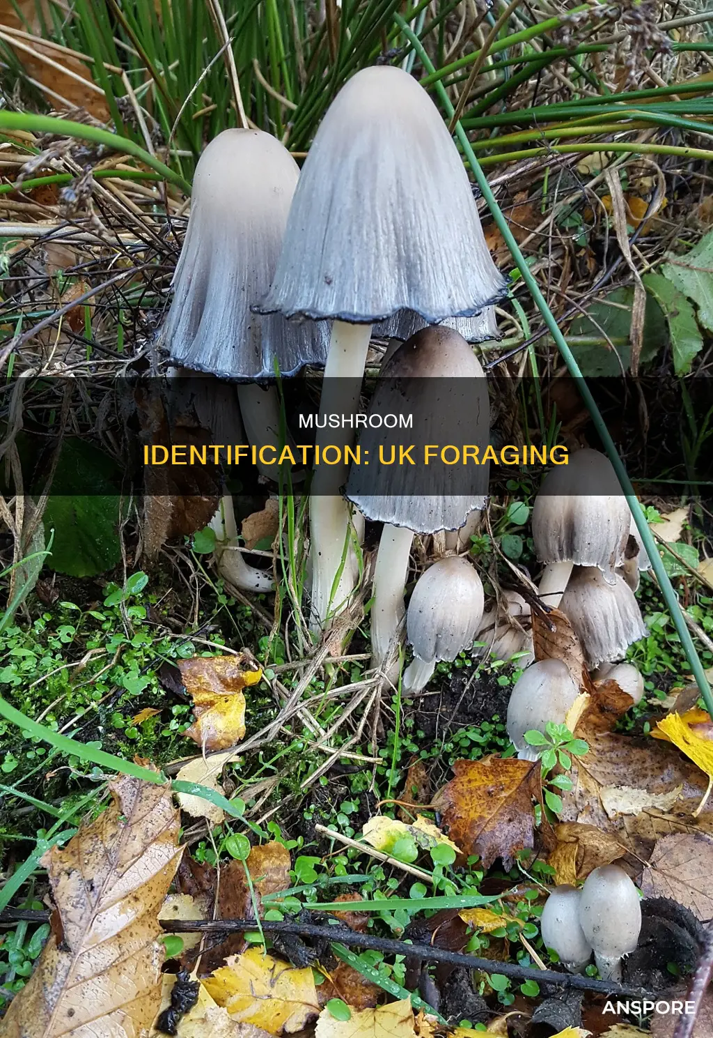 what is this mushroom uk