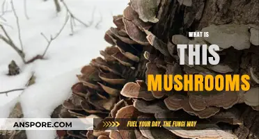Mushroom Mystery: What Are These Fungi?
