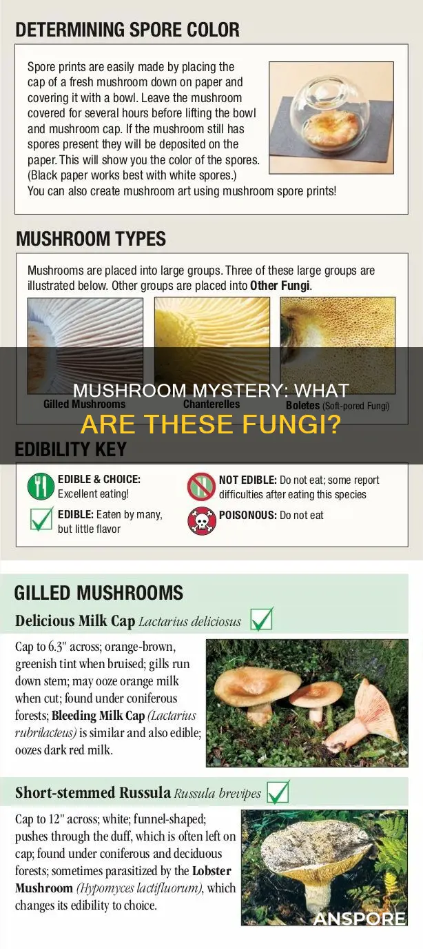 what is this mushrooms