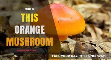 Identifying the Orange Mushroom in Your Backyard
