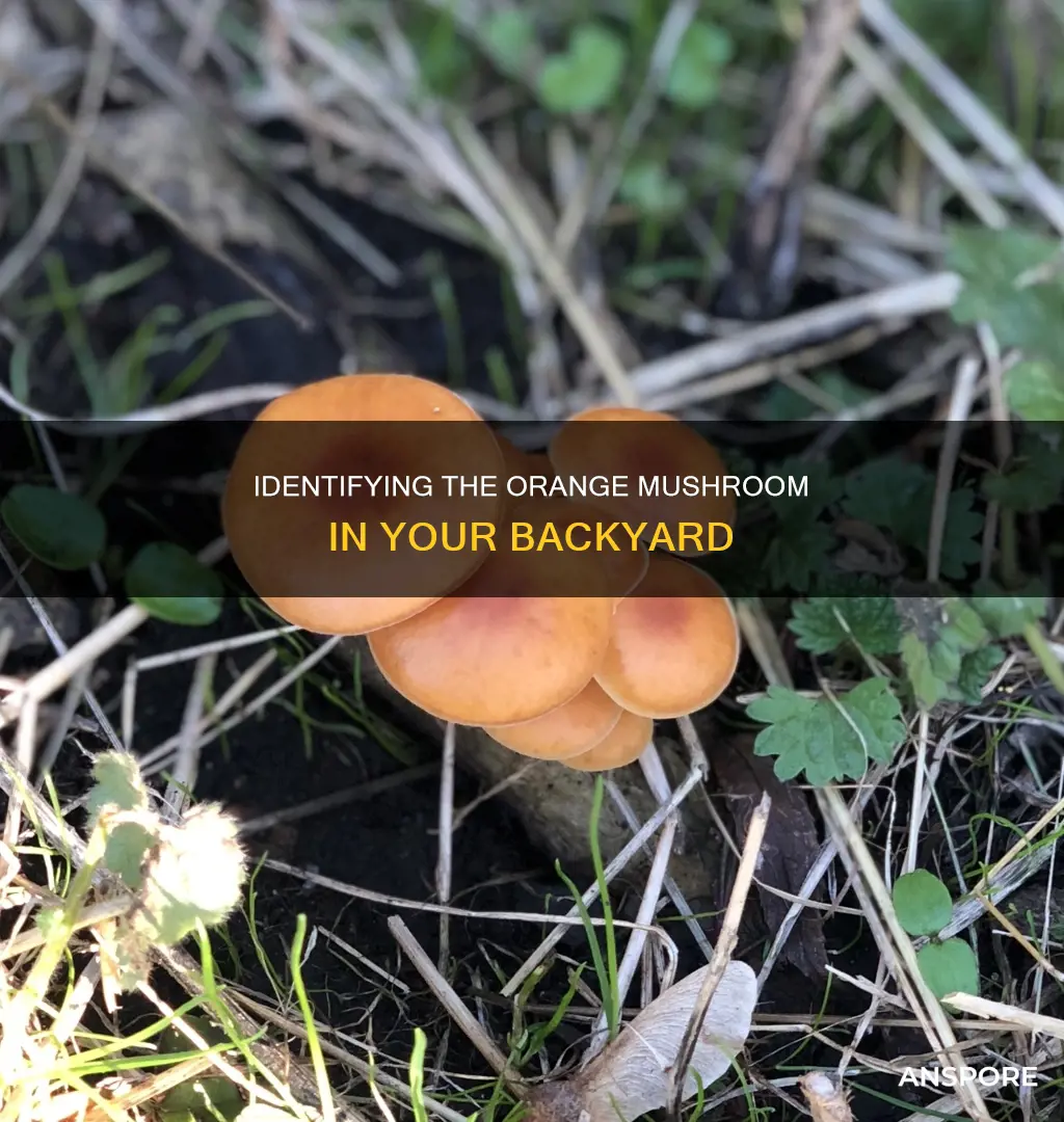 what is this orange mushroom