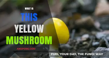Mushroom Mystery: Identifying Yellow Fungi