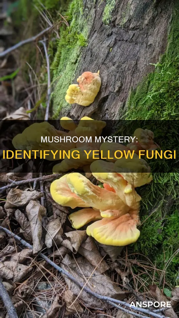 what is this yellow mushroom