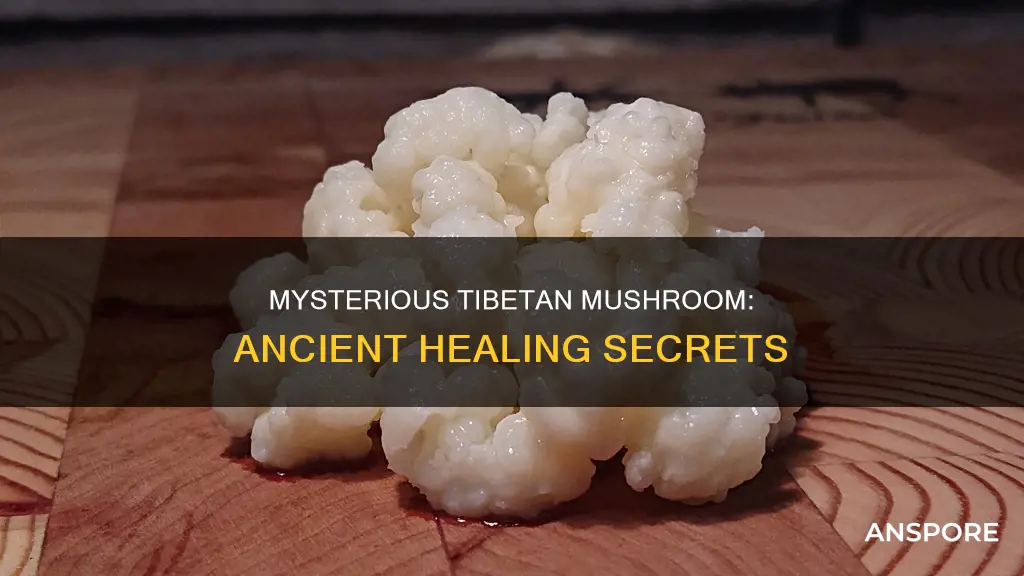 what is tibetan mushroom