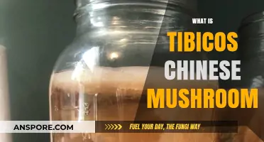 Tibicos Chinese Mushrooms: Ancient Superfood Explained