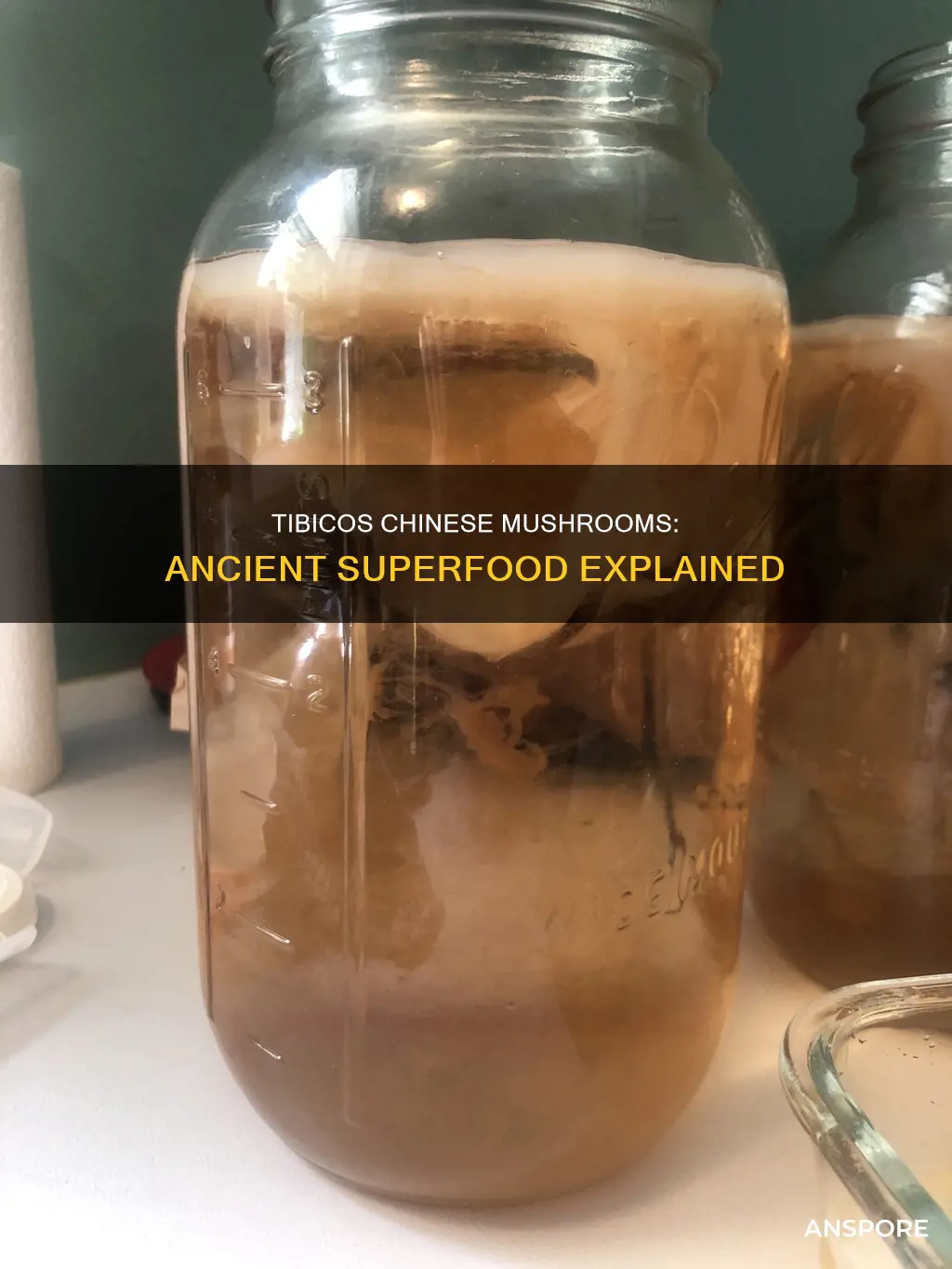 what is tibicos chinese mushrooms