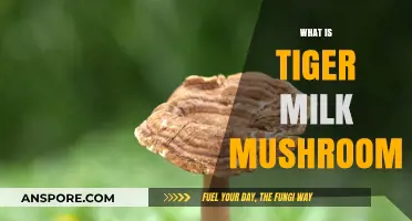 Tiger Milk Mushroom: Nature's Ancient Healing Secret