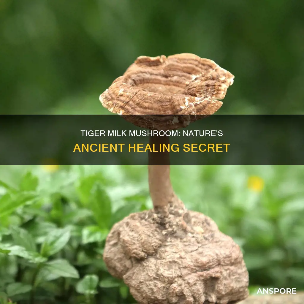 what is tiger milk mushroom