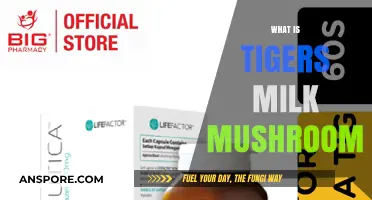 Tiger's Milk Mushroom: Nature's Superfood