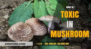 Mushroom Toxins: Understanding the Poisonous Components
