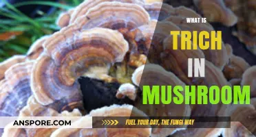 Mushroom Trich: What You Need to Know