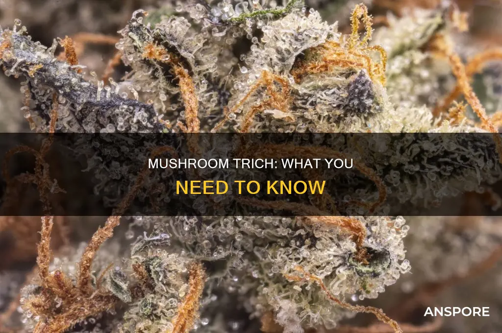 what is trich in mushrooms