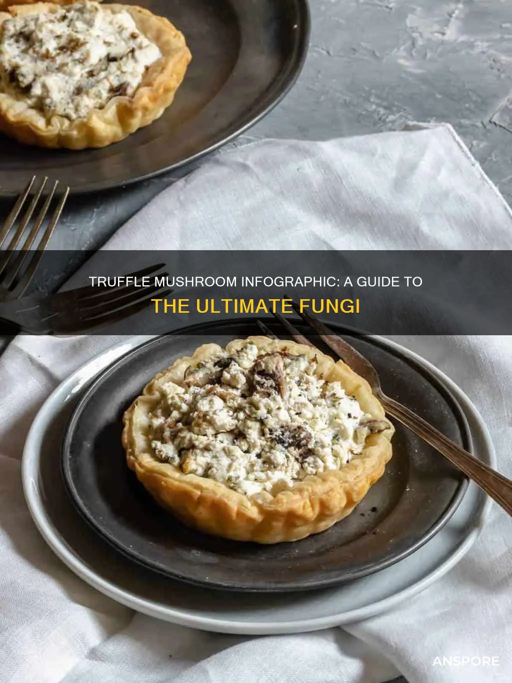 what is truffle mushroom infographic