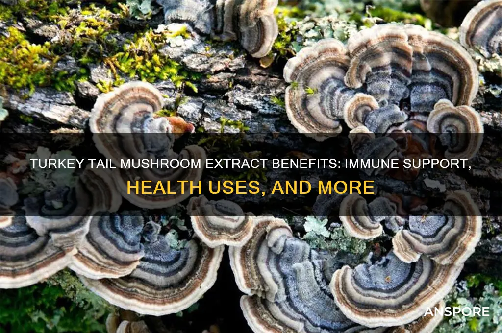 what is turkey tail mushroom extract good for