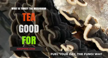 Turkey Tail Mushroom Tea Benefits: Immune Support, Health, and Wellness