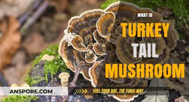 Turkey Tail Mushroom: Nature's Immune Booster