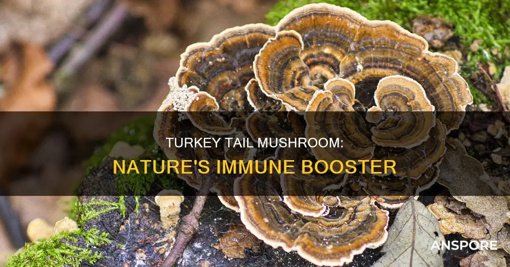 what is turkey tail mushroom