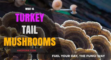 Turkey Tail Mushrooms: Ancient Medicine for Modern Times