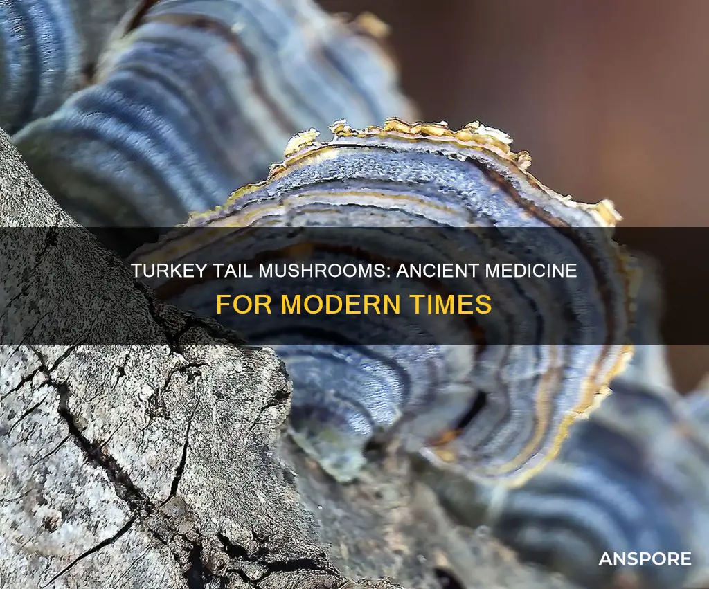 what is turkey tail mushrooms