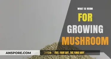 Understanding Vermiculite's Role in Mushroom Cultivation: A Comprehensive Guide