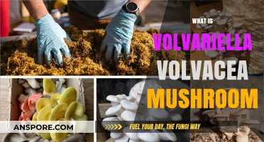 Volvariella Volvacea: The Ultimate Mushroom Guide
