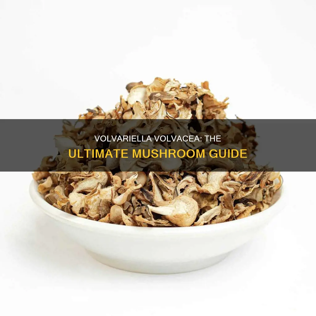 what is volvariella volvacea mushroom