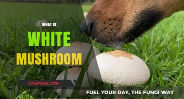 White Mushrooms: What Are They?