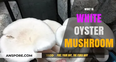 Oyster Mushroom Secrets: What Makes Them White?