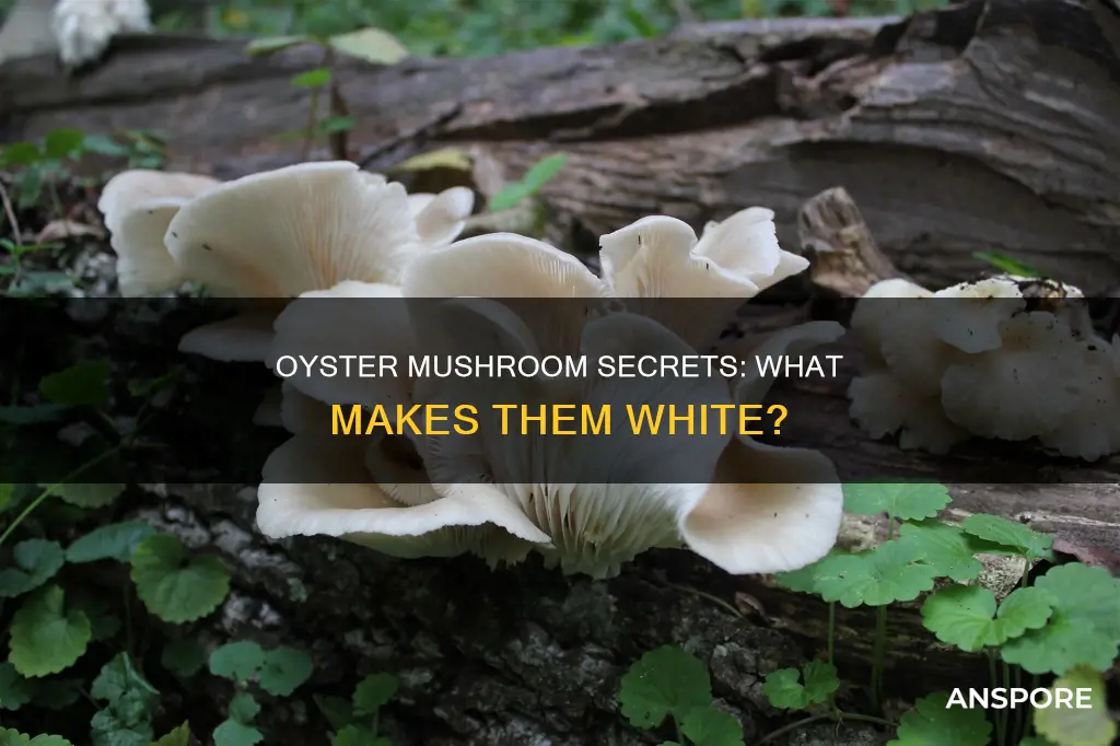 what is white oyster mushroom