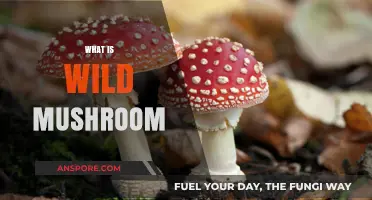 Mushroom Hunting: Foraging Wild Mushrooms