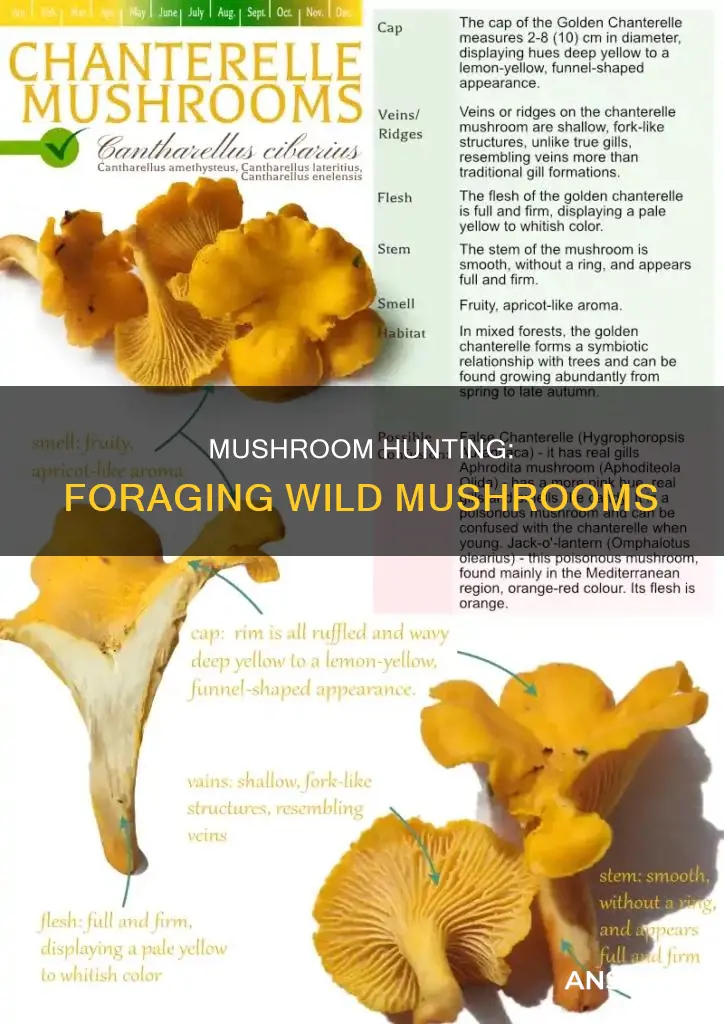 what is wild mushroom