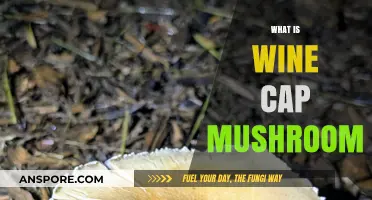 Wine Cap Mushrooms: A Forager's Delight