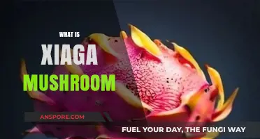 Xiaga Mushroom: Nature's Superfood