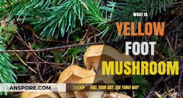 Yellow Foot Mushroom: What's the Fuss?