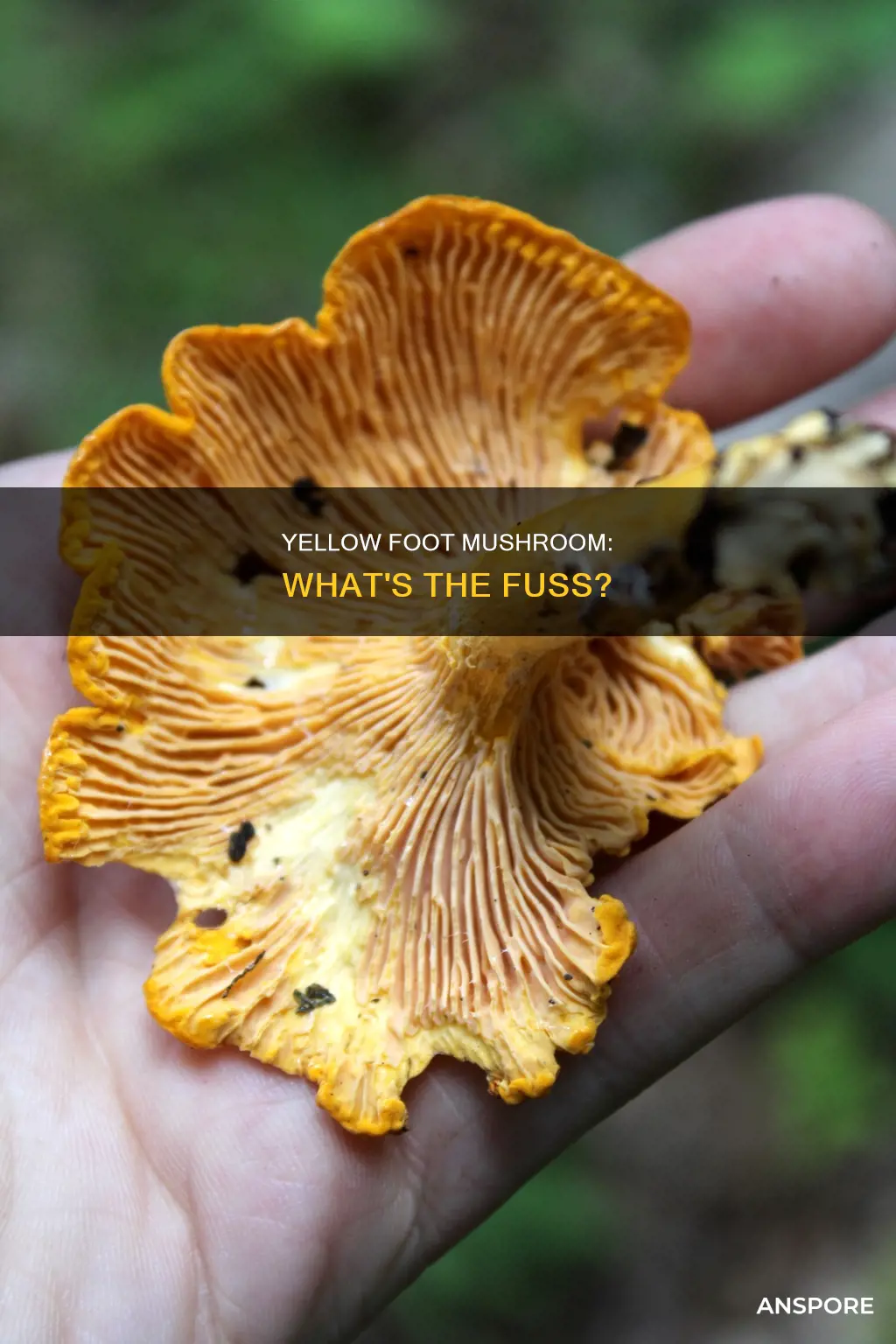 what is yellow foot mushroom