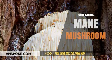 Lion's Mane Mushroom: Nature's Powerful Nootropic