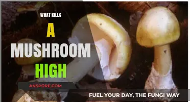 Mushroom High: What Kills the Magic