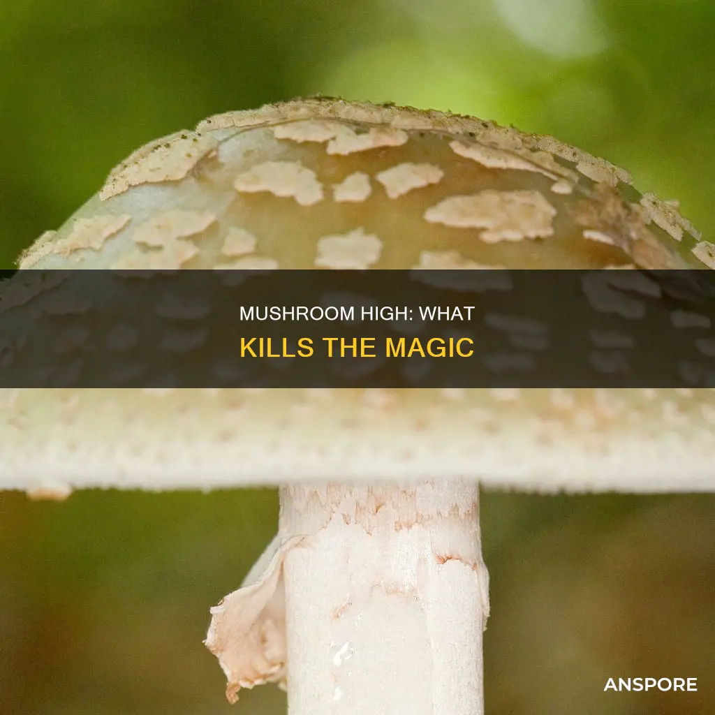 what kills a mushroom high