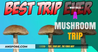 How to Calm Down a Mushroom Trip