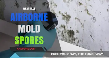 Effective Ways to Eliminate Airborne Mold Spores in Your Home