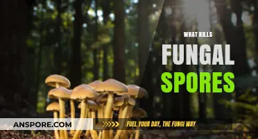 Effective Methods to Eliminate Fungal Spores and Prevent Growth