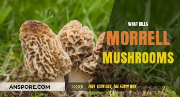 Morel Mushrooms: What's the Real Killer?