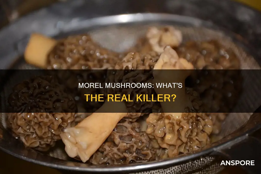 what kills morrell mushrooms