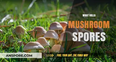 How to Kill Mushroom Spores: A Comprehensive Guide