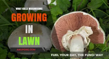 Effective Ways to Eliminate Mushrooms Growing in Your Lawn
