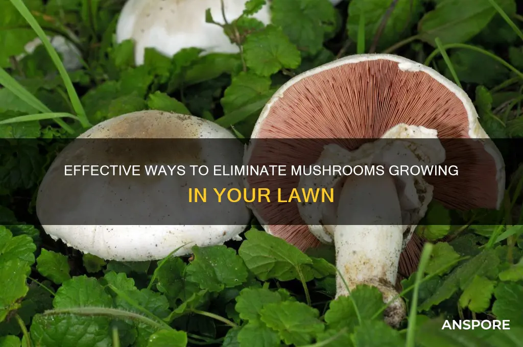 what kills mushrooms growing in lawn